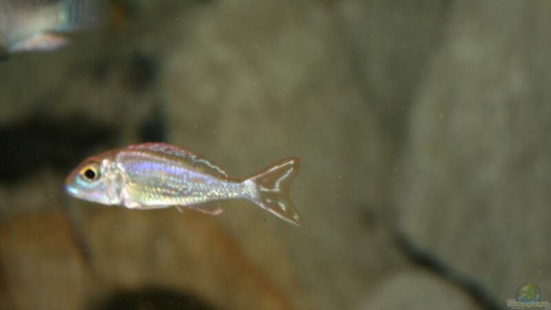 Challochromis pleurospilus von Didi (53)