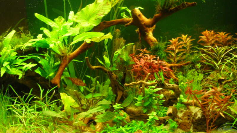 Aquarium Root River von Peter S. (4)