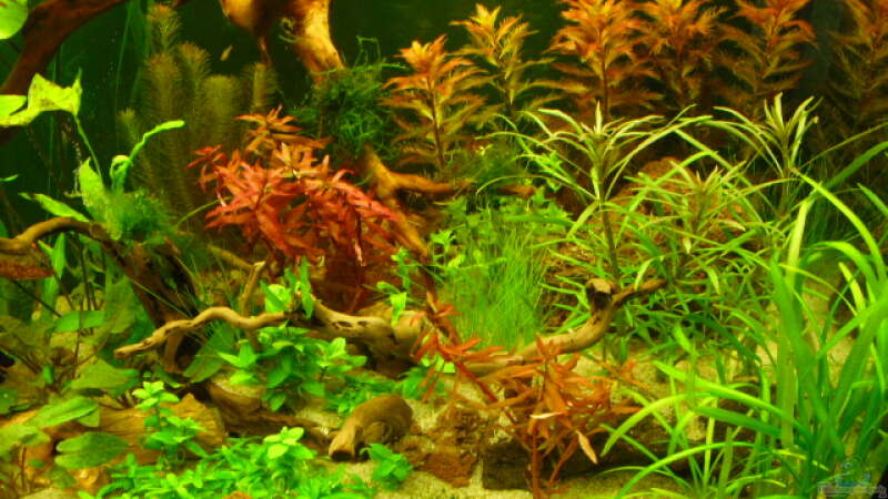 Aquarium Root River von Peter S. (6)