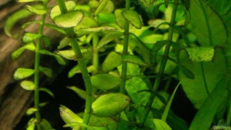 Pflanzen im Aquarium 54 Liter von blubba123 (3)