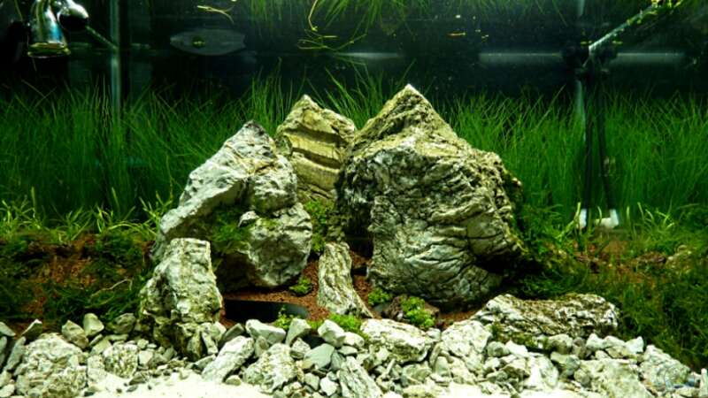 Aquarium A rolling stone gathers no moss von Arami Gurami (6)