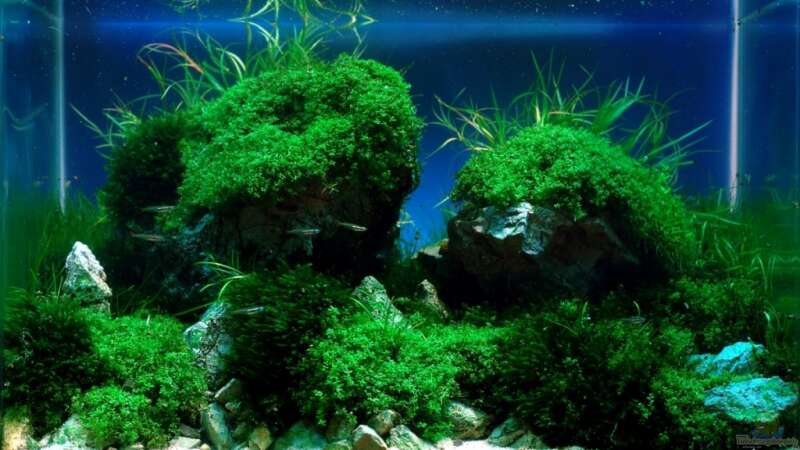 Aquarium Hauptansicht von A rolling stone gathers no moss von Arami Gurami (1)