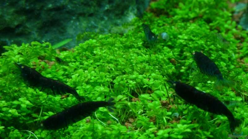 Besatz im Aquarium A rolling stone gathers no moss von Arami Gurami (26)