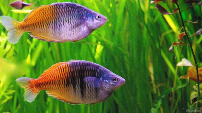 Aquarien mit Boeseman´s Regenbogenfisch (Melanotaenia boesemani)  - Melanotaenia-boesemaniaquarium