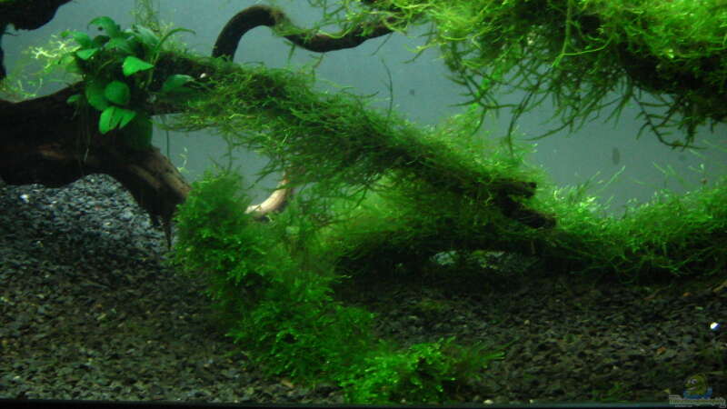 Aquarium Bachlauf im Tiefsten Jungle /Nur noch Beispiel von johnK (12)