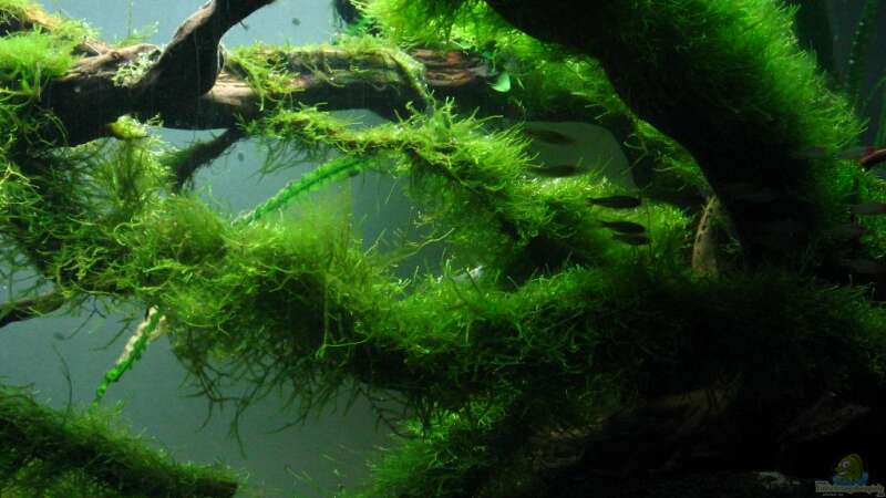Aquarium Bachlauf im Tiefsten Jungle /Nur noch Beispiel von johnK (14)