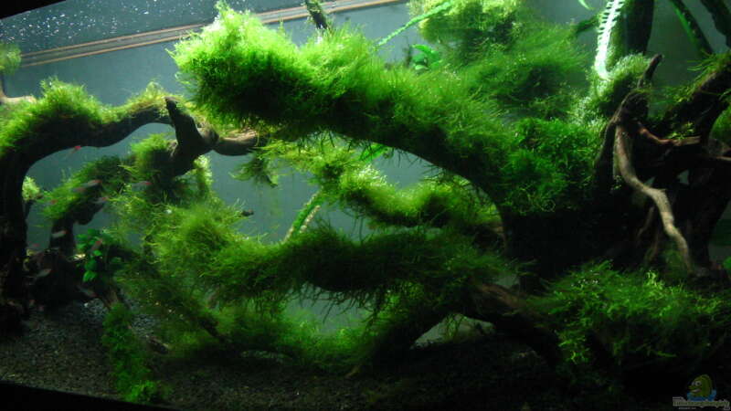 Aquarium Bachlauf im Tiefsten Jungle /Nur noch Beispiel von johnK (4)