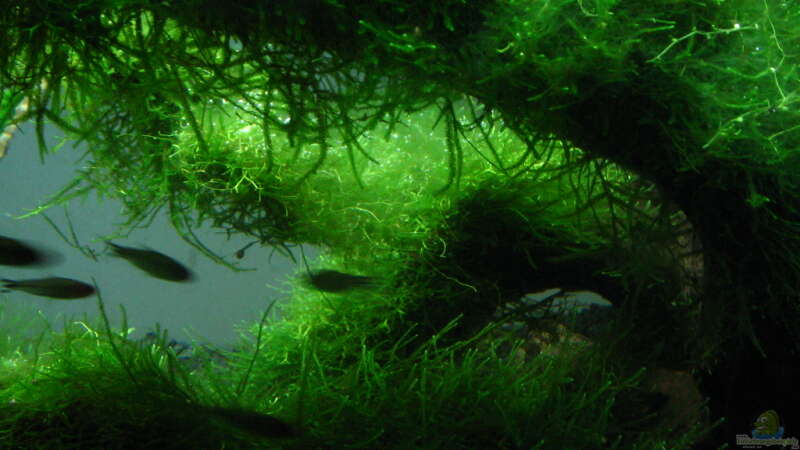 Aquarium Bachlauf im Tiefsten Jungle /Nur noch Beispiel von johnK (6)