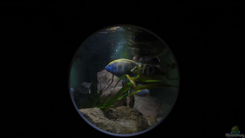 Aquarium !!!!!!Becken steht zum Verkauf!!!! von Wesermalawi (6)