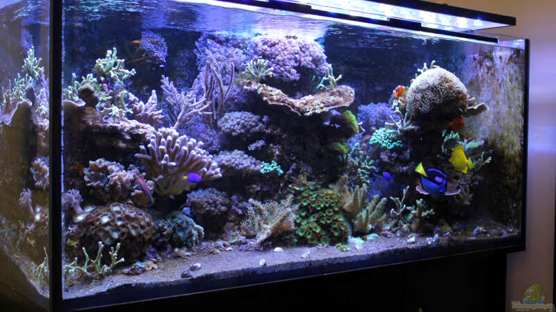 Aquarium The Black Island Reef Obsolete von The_Lizardking (9)