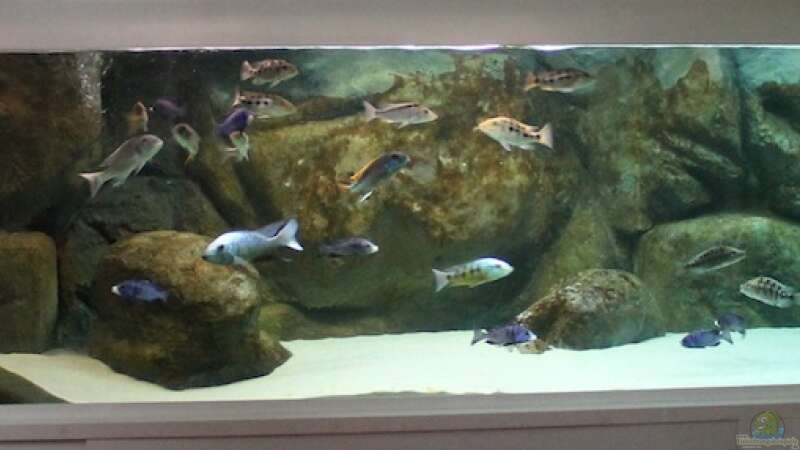 Dekoration im Aquarium Mein altes Malawi von Dynnarts (25)