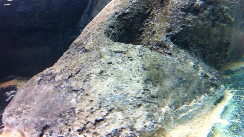 Unterwasser Closeup beim Wässern von Dynnarts (17)