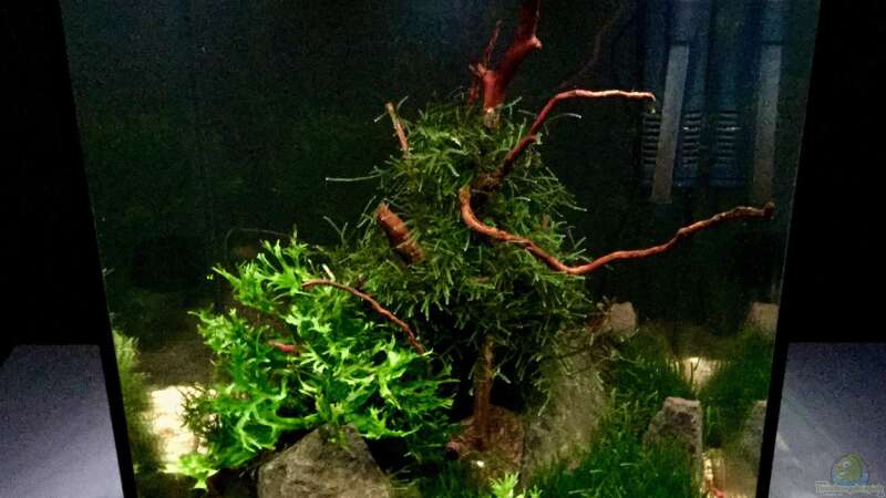 Aquarium Shrimps von CRU (3)