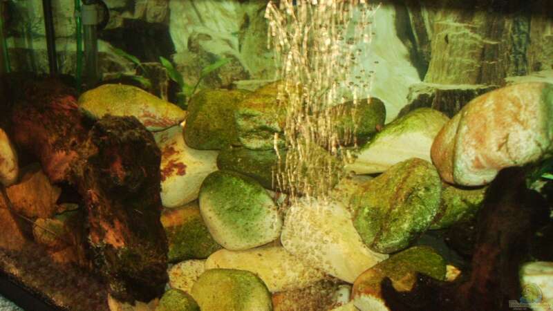 Aquarium Sulawesitreff von Stefan Bischoff (6)