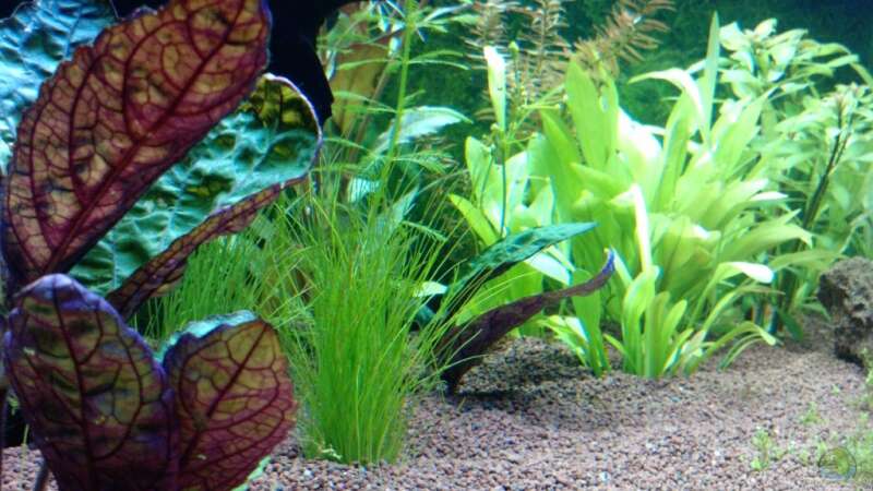 Pflanzen im Aquarium eheim mp scubaline120 von Mike Schl. (10)