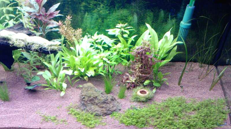 Pflanzen im Aquarium eheim mp scubaline120 von Mike Schl. (11)