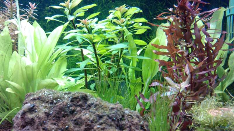 Pflanzen im Aquarium eheim mp scubaline120 von Mike Schl. (12)