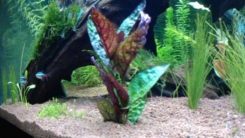 Pflanzen im Aquarium eheim mp scubaline120 von Mike Schl. (13)