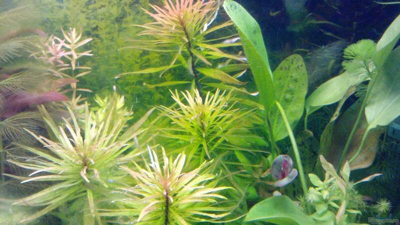 Pflanzen im Aquarium eheim mp scubaline120 von Mike Schl. (15)