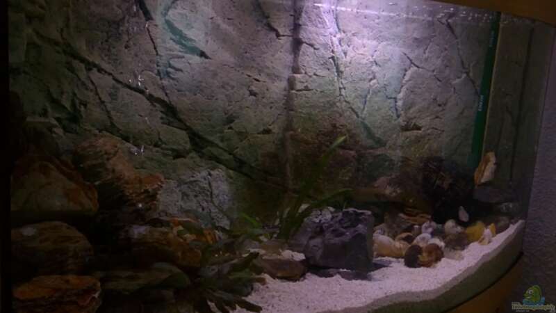 Aquarium Tanganjikabecken von Capitan Hook (4)