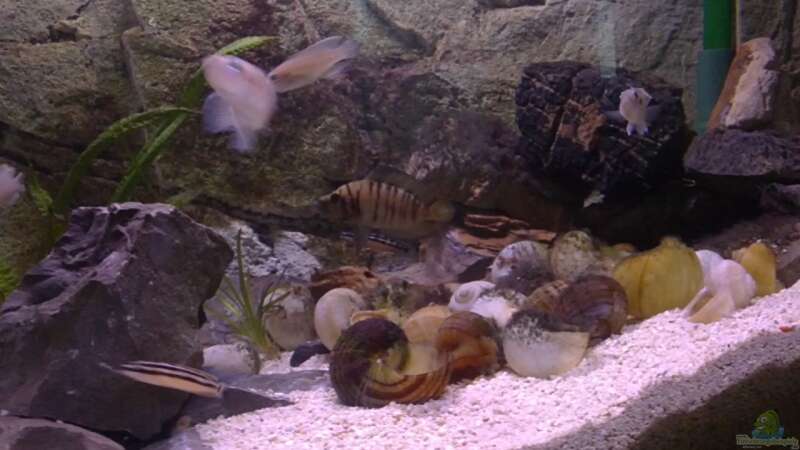 Aquarium Tanganjikabecken von Capitan Hook (9)