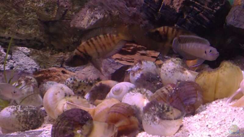 Besatz im Aquarium Tanganjikabecken von Capitan Hook (34)