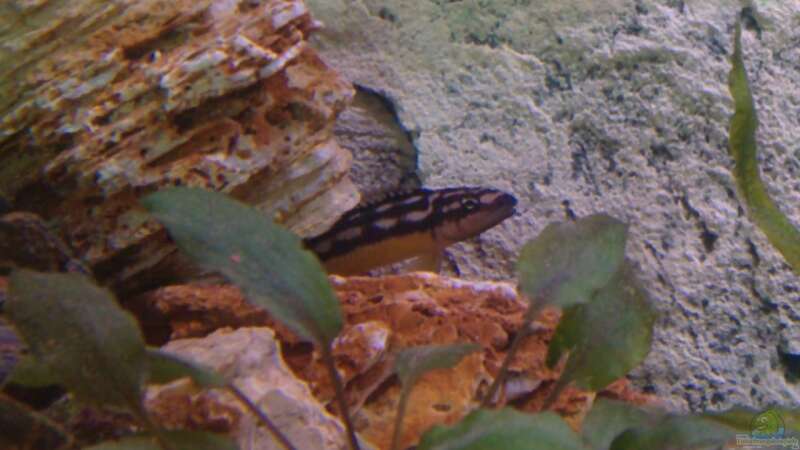 Julidochromis transkriptus Kapambpa(??ltestes Tier im Becken.BigMama) von Capitan Hook (21)