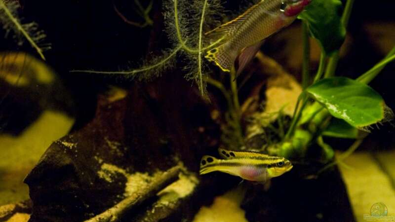 Besatz im Aquarium Home of Pelvicachromis von Benjamin Hamann (17)