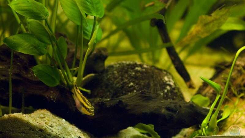 Besatz im Aquarium Home of Pelvicachromis von Benjamin Hamann (21)