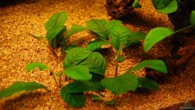 Anubias barteri coffeefolia von matthiasm (14)