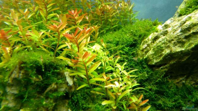 Pflanzen im Aquarium Draussen am Kliff von -serok- (4)