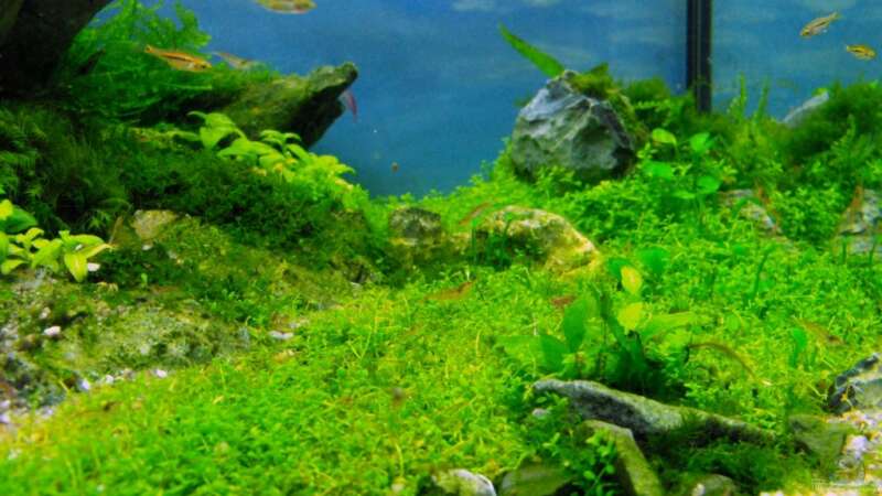 Pflanzen im Aquarium Draussen am Kliff von -serok- (5)
