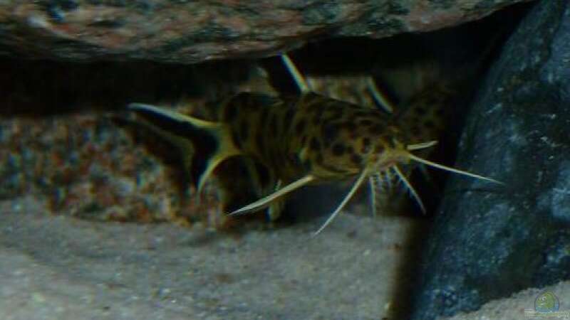 Synodonits lucipinnis von Antje 78 (9)