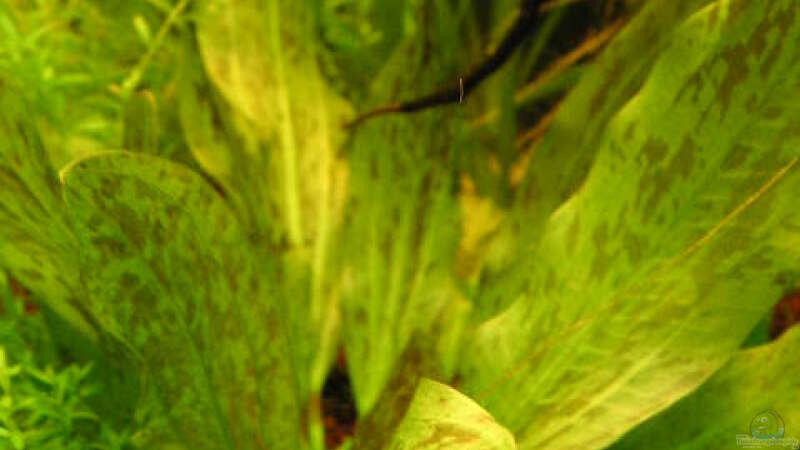 Echinodorus Ozelot grün von Jasmin Lütticke (5)
