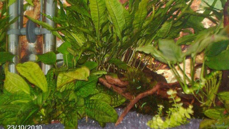 Pflanzen im Aquarium Becken für Wirbellose von andies10 (3)