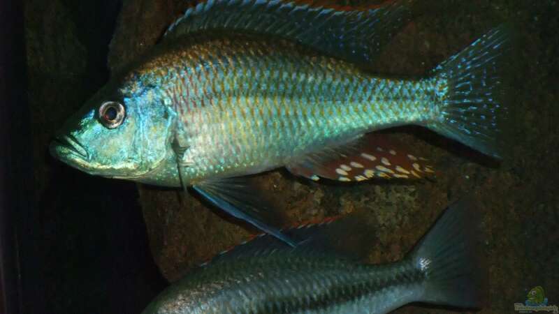 Einrichtungsbeispiele für die Haltung von Dimidiochromis strigatus im Aquarium