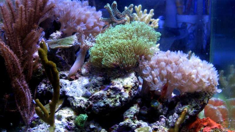 Aquarium Small Blue reef von Maclya (3)