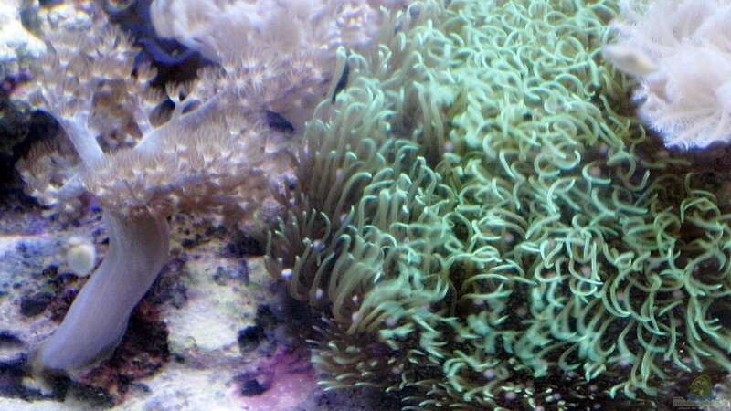 Besatz im Aquarium Small Blue reef von Maclya (10)