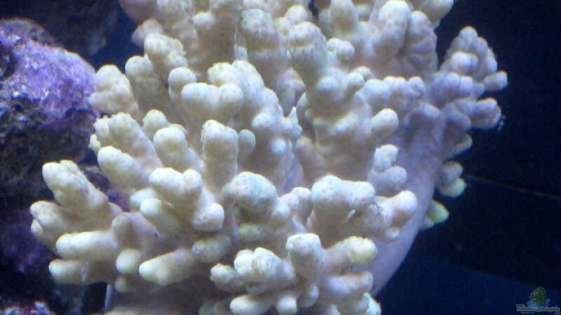 Besatz im Aquarium Small Blue reef von Maclya (12)