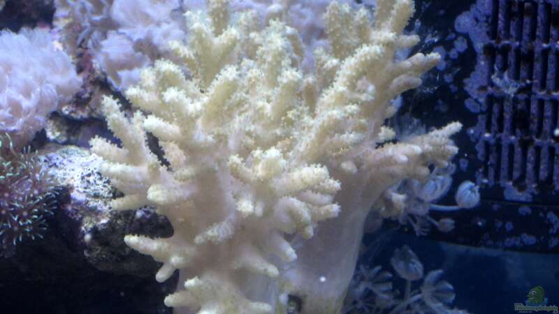 Besatz im Aquarium Small Blue reef von Maclya (13)