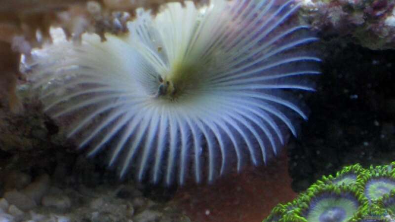Besatz im Aquarium Small Blue reef von Maclya (14)