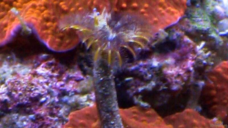 Besatz im Aquarium Small Blue reef von Maclya (15)