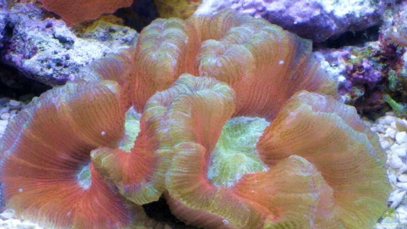 Besatz im Aquarium Small Blue reef von Maclya (17)
