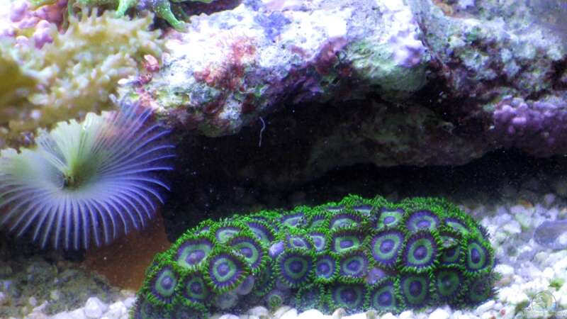 Besatz im Aquarium Small Blue reef von Maclya (18)