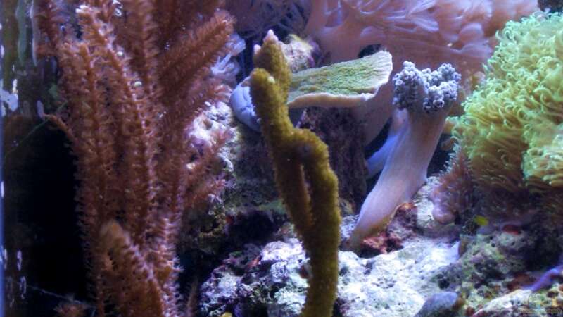 Besatz im Aquarium Small Blue reef von Maclya (19)