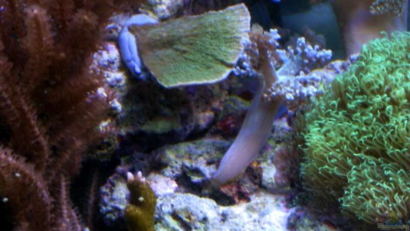 Besatz im Aquarium Small Blue reef von Maclya (20)