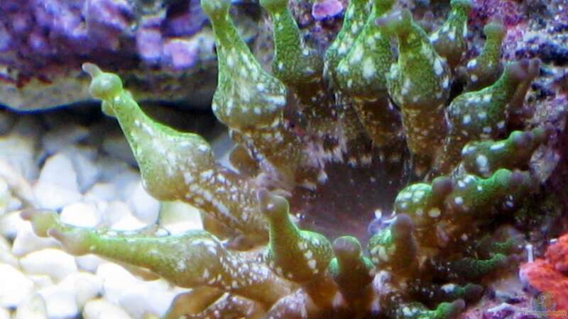 Besatz im Aquarium Small Blue reef von Maclya (6)