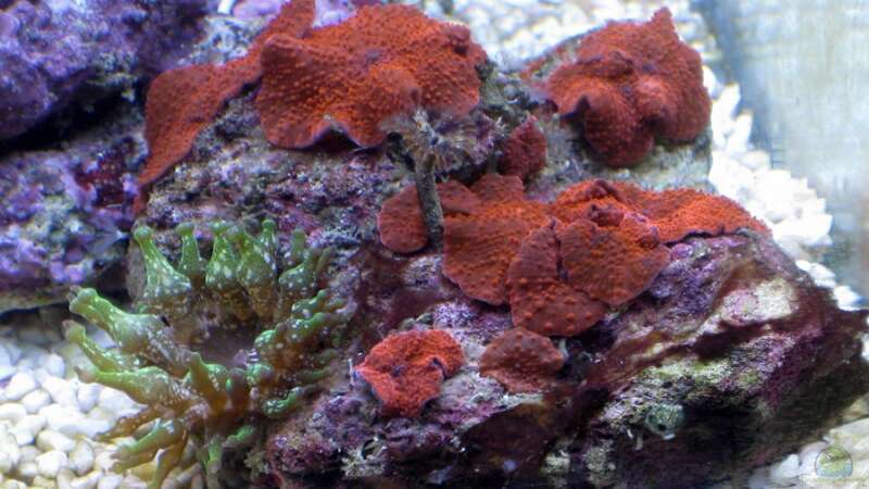 Besatz im Aquarium Small Blue reef von Maclya (7)