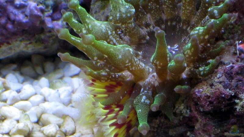 Besatz im Aquarium Small Blue reef von Maclya (8)