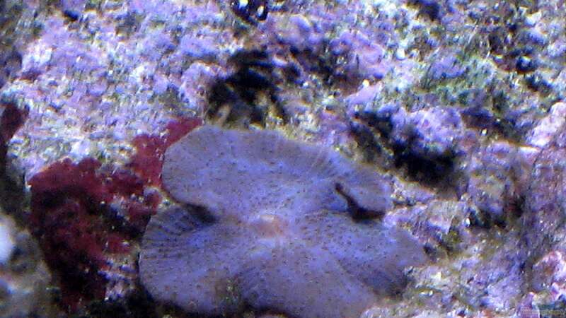 Besatz im Aquarium Small Blue reef von Maclya (9)